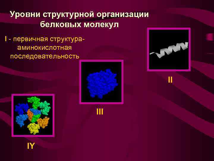 Уровни структурной организации белковых молекул I - первичная структурааминокислотная последовательность II IY 