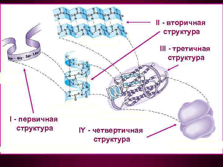 II - вторичная структура III - третичная структура I - первичная структура IY -