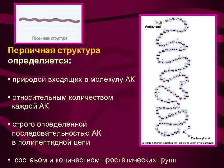 Первичная структура определяется: • природой входящих в молекулу АК • относительным количеством каждой АК