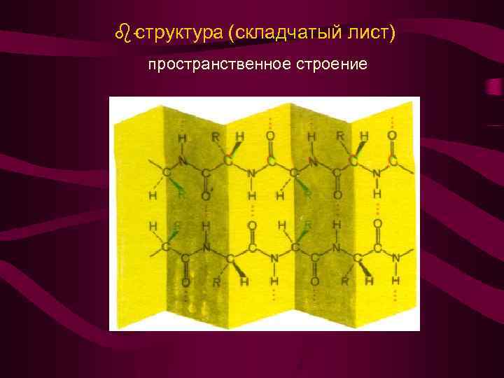  структура (складчатый лист) пространственное строение 