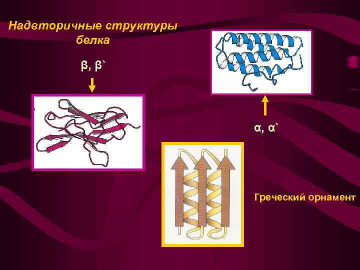 Надвторичные структуры белка β, β` α, α` Греческий орнамент 