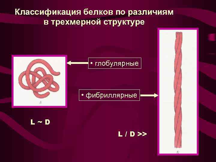 Классификация белков по различиям в трехмерной структуре • глобулярные • фибриллярные L~D L /