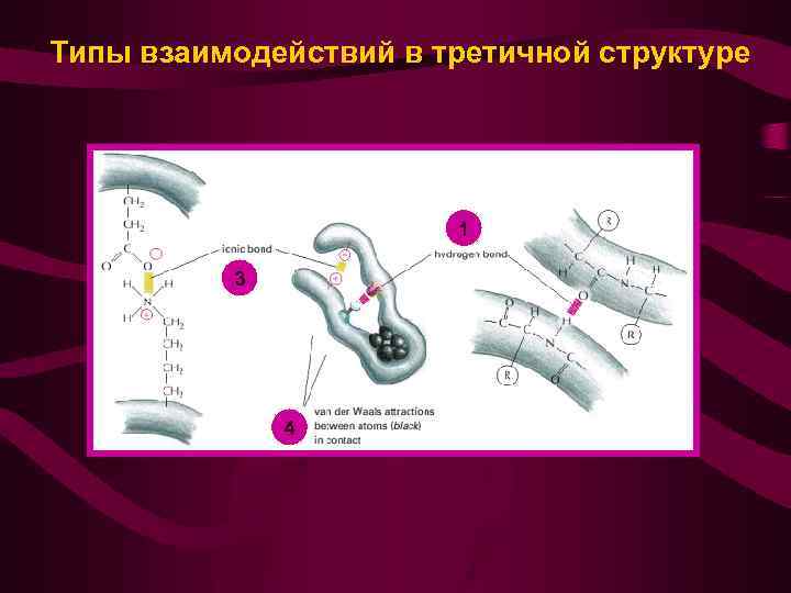 Типы взаимодействий в третичной структуре 1 3 4 