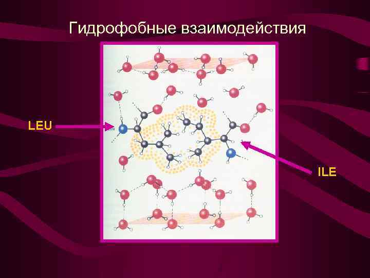 Гидрофобные взаимодействия LEU ILE 