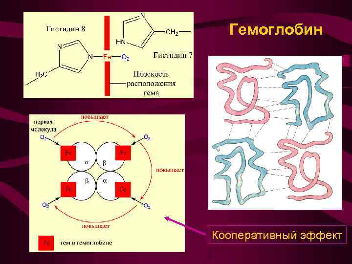 Схема связывания газов гемоглобином биохимия