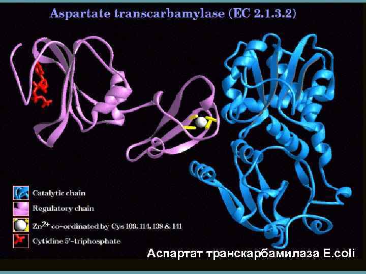 Аспартат транскарбамилаза E. coli 