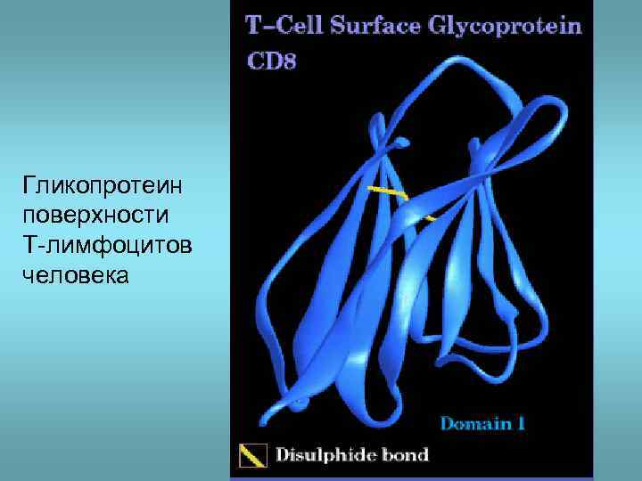 Гликопротеин поверхности T-лимфоцитов человека 