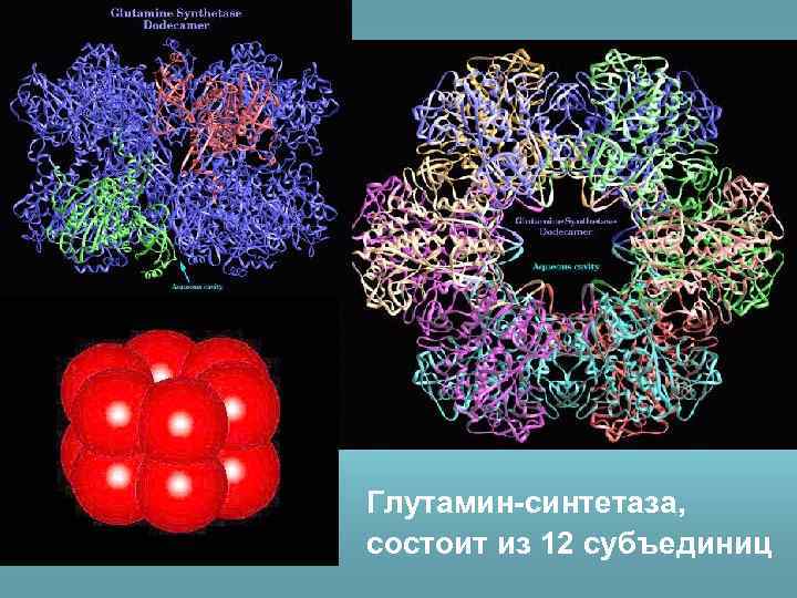 Глутамин-синтетаза, состоит из 12 субъединиц 