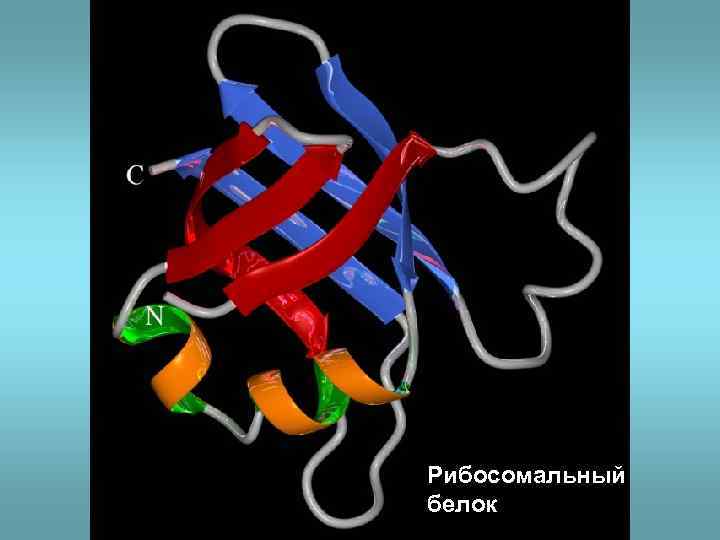 Рибосомальный белок 