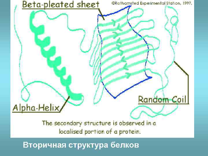 Вторичная структура белков 