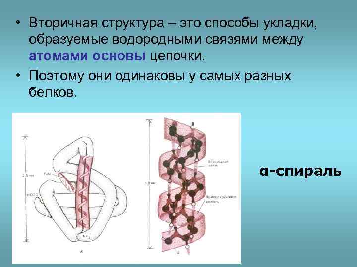  • Вторичная структура – это способы укладки, образуемые водородными связями между атомами основы