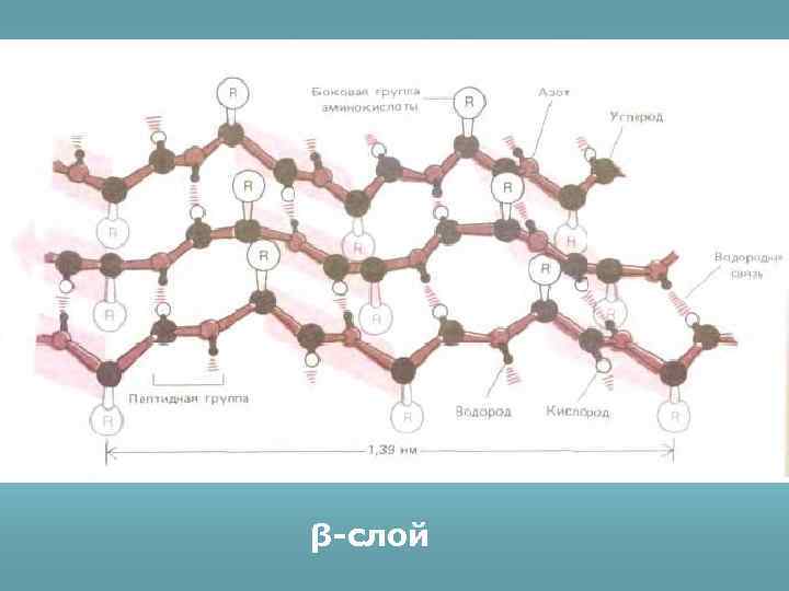 β-слой 