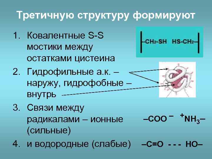 Третичную структуру формируют 1. Ковалентные S-S мостики между остатками цистеина 2. Гидрофильные а. к.