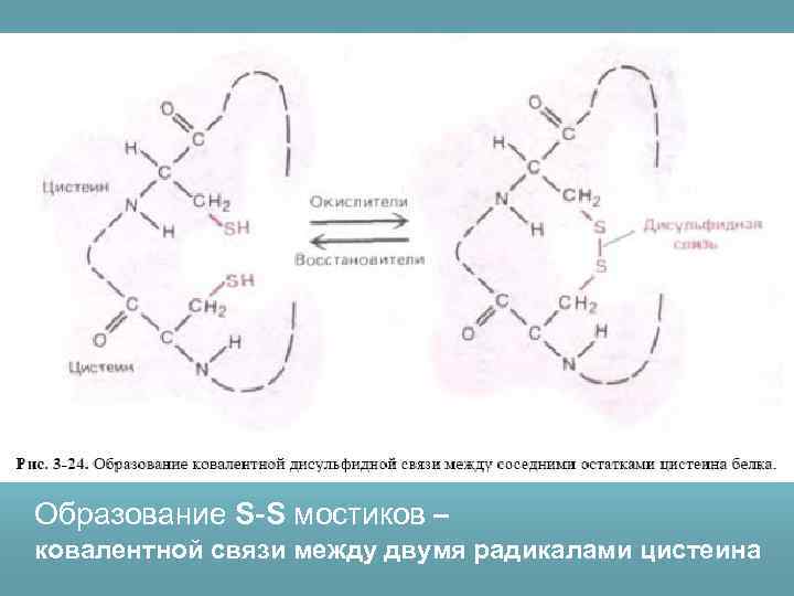 Образование S-S мостиков – ковалентной связи между двумя радикалами цистеина 