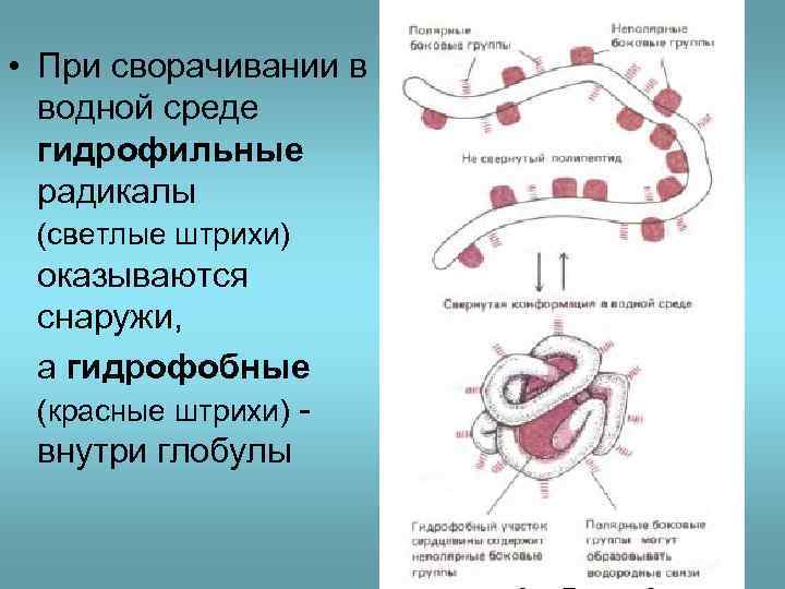  • При сворачивании в водной среде гидрофильные радикалы (светлые штрихи) оказываются снаружи, а