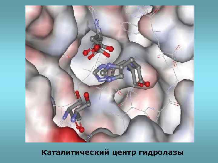 Каталитический центр гидролазы 