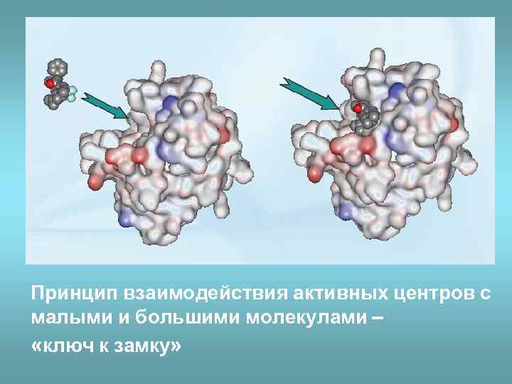 Принцип взаимодействия активных центров с малыми и большими молекулами – «ключ к замку» 