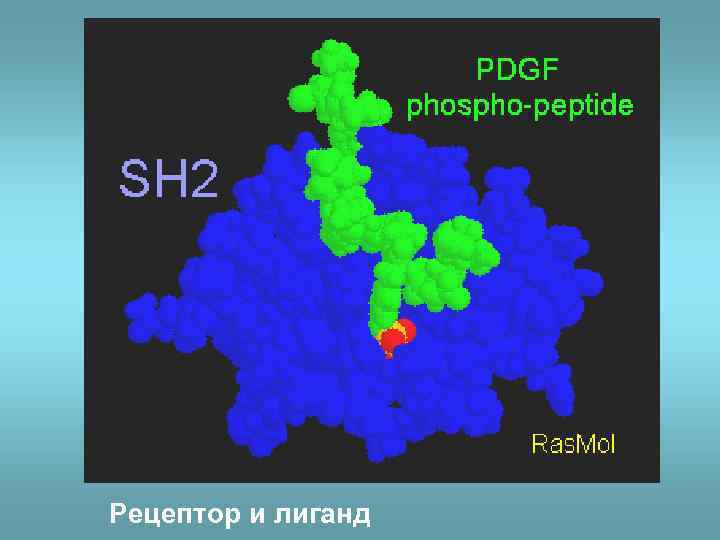 Рецептор и лиганд 