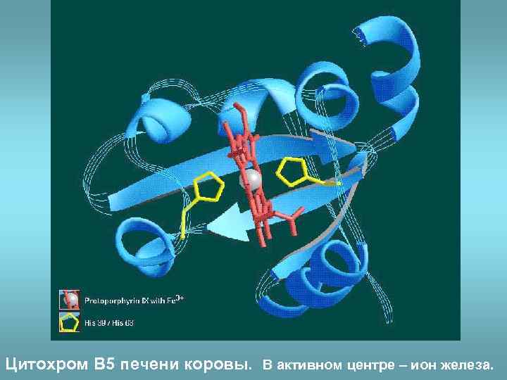 Цитохром B 5 печени коровы. В активном центре – ион железа. 