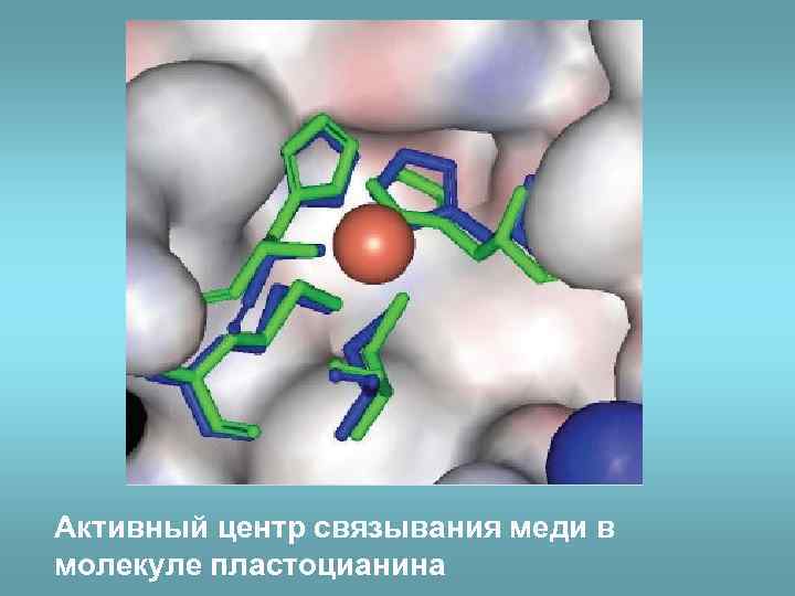 Активный центр связывания меди в молекуле пластоцианина 