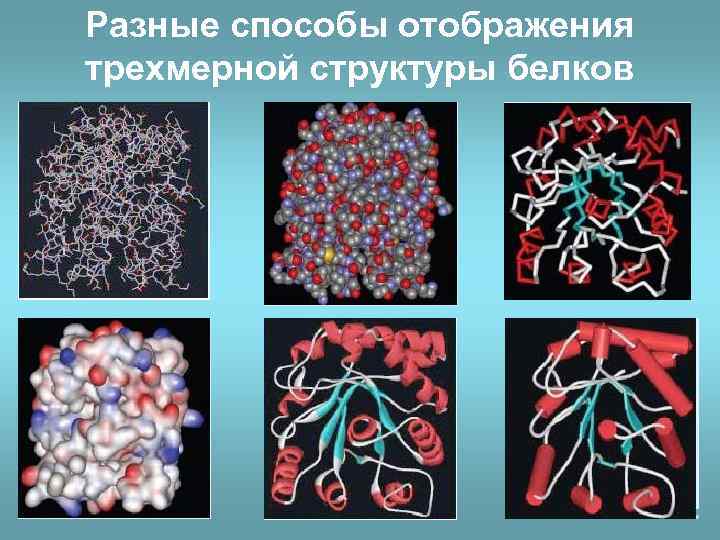 Разные способы отображения трехмерной структуры белков 