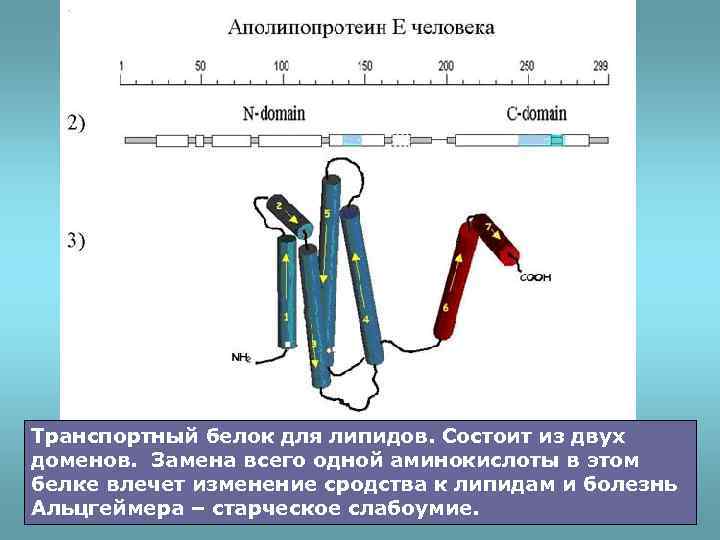 Транспортный белок для липидов. Состоит из двух доменов. Замена всего одной аминокислоты в этом