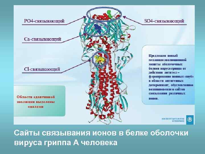 Сайты связывания ионов в белке оболочки вируса гриппа А человека 