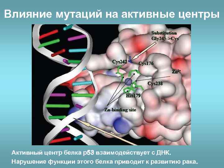 Влияние мутаций на активные центры Активный центр белка р53 взаимодействует с ДНК. Нарушение функции