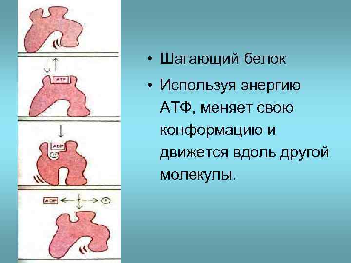  • Шагающий белок • Используя энергию АТФ, меняет свою конформацию и движется вдоль