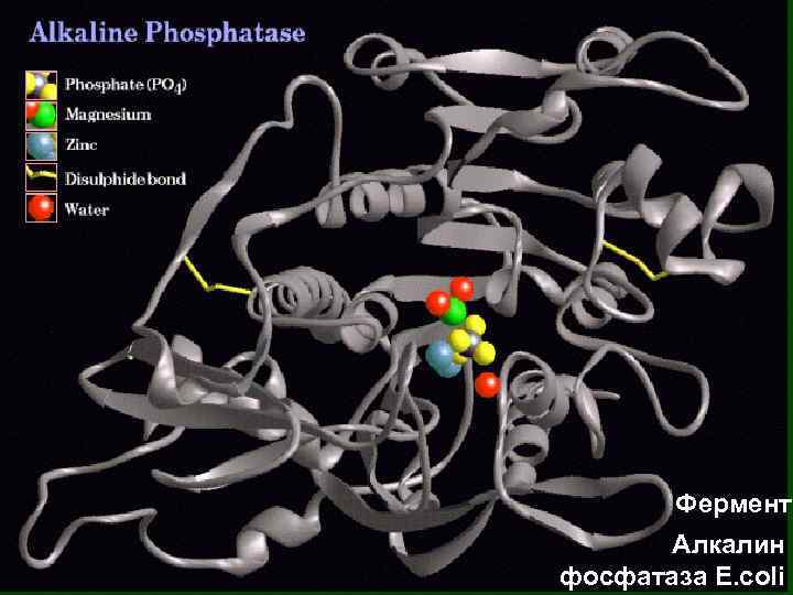 Фермент Алкалин фосфатаза E. coli 