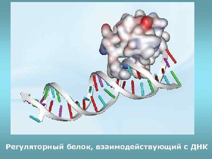 Регуляторный белок, взаимодействующий с ДНК 