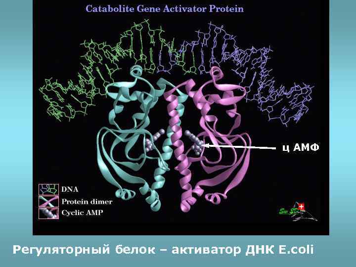 ц АМФ Регуляторный белок – активатор ДНК E. coli 