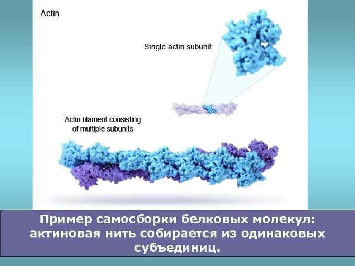 Пример самосборки белковых молекул: актиновая нить собирается из одинаковых субъединиц. 