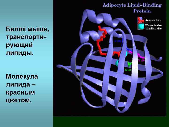 Белок мыши, транспортирующий липиды. Молекула липида – красным цветом. 