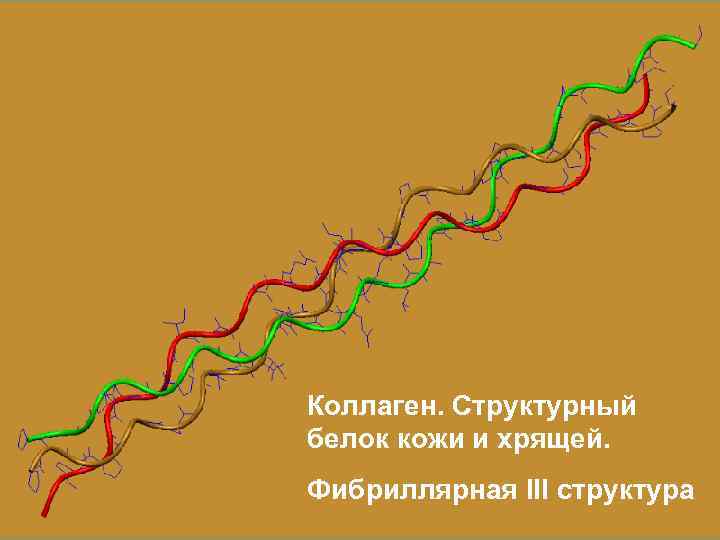 Коллаген. Структурный белок кожи и хрящей. Фибриллярная III структура 