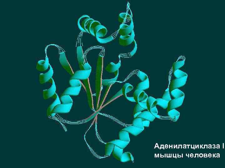 Аденилатциклаза I мышцы человека 
