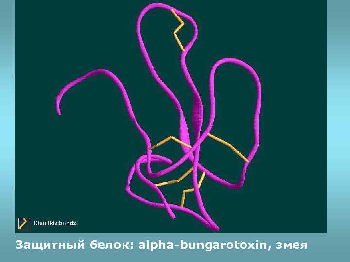 Защитный белок: alpha-bungarotoxin, змея 