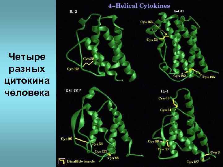 Четыре разных цитокина человека 