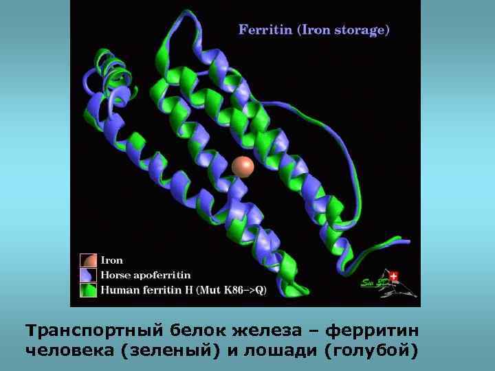 Транспортный белок железа – ферритин человека (зеленый) и лошади (голубой) 