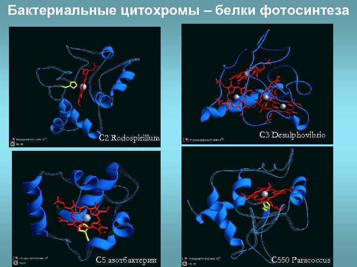 Бактериальные цитохромы – белки фотосинтеза С 2 Rodospirillum С 5 азотбактерии С 3 Desulphovibrio