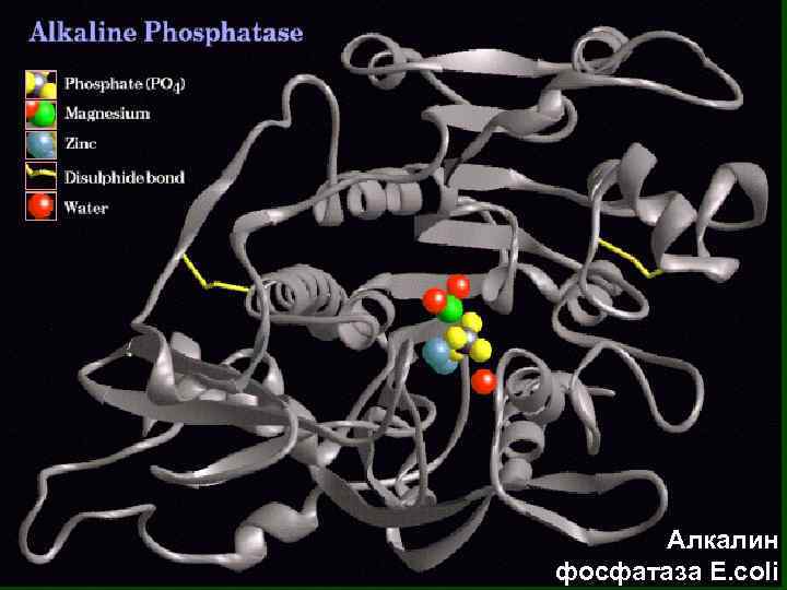 Алкалин фосфатаза E. coli 