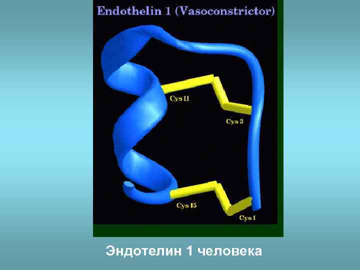 Эндотелин 1 человека 