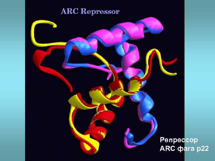 Репрессор ARC фага p 22 