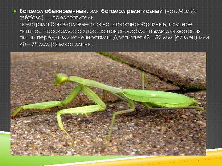  Богомол обыкновенный, или богомол религиозный (лат. Mantis religiosa) — представитель подотряда богомоловые отряда