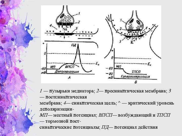 Везикулы с нейромедиаторами