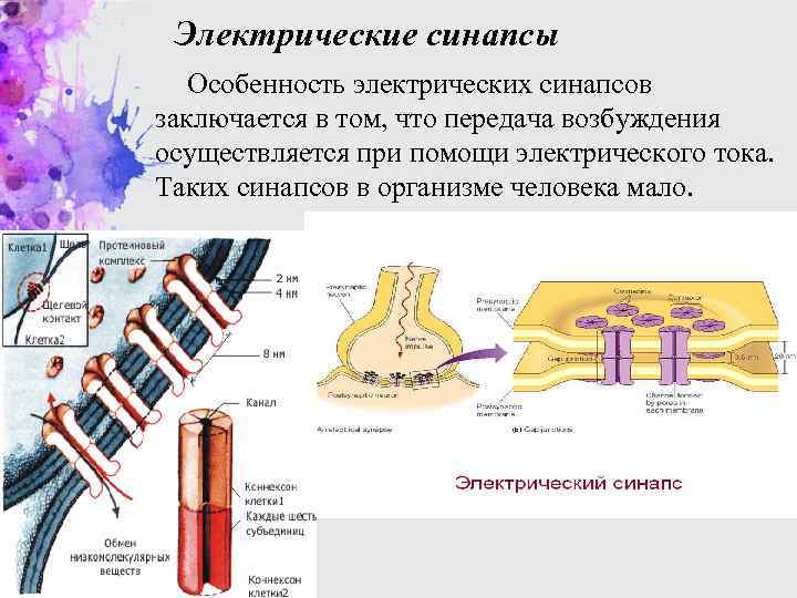 Электрические синапсы Особенность электрических синапсов заключается в том, что передача возбуждения осуществляется при помощи