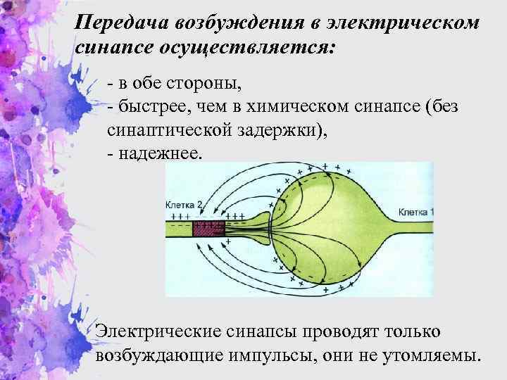 Передача возбуждения в электрическом синапсе осуществляется: - в обе стороны, - быстрее, чем в