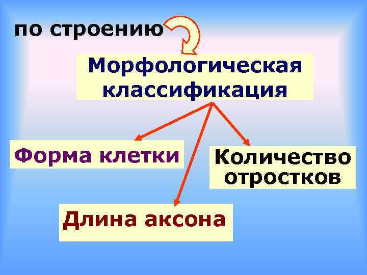 по строению Морфологическая классификация Форма клетки Количество отростков Длина аксона 