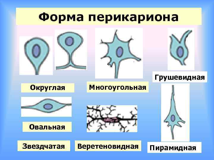 Форма перикариона Грушевидная Округлая Многоугольная Овальная Звездчатая Веретеновидная Пирамидная 