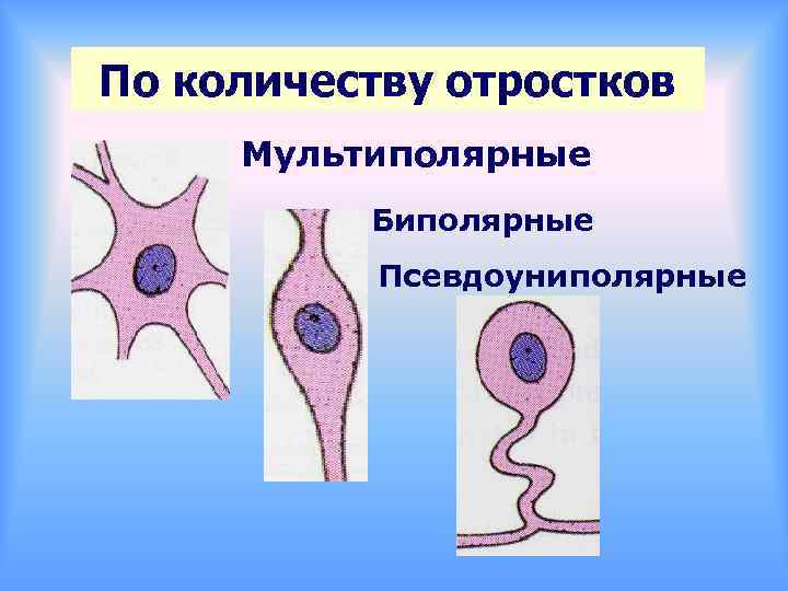 По количеству отростков Мультиполярные Биполярные Псевдоуниполярные 